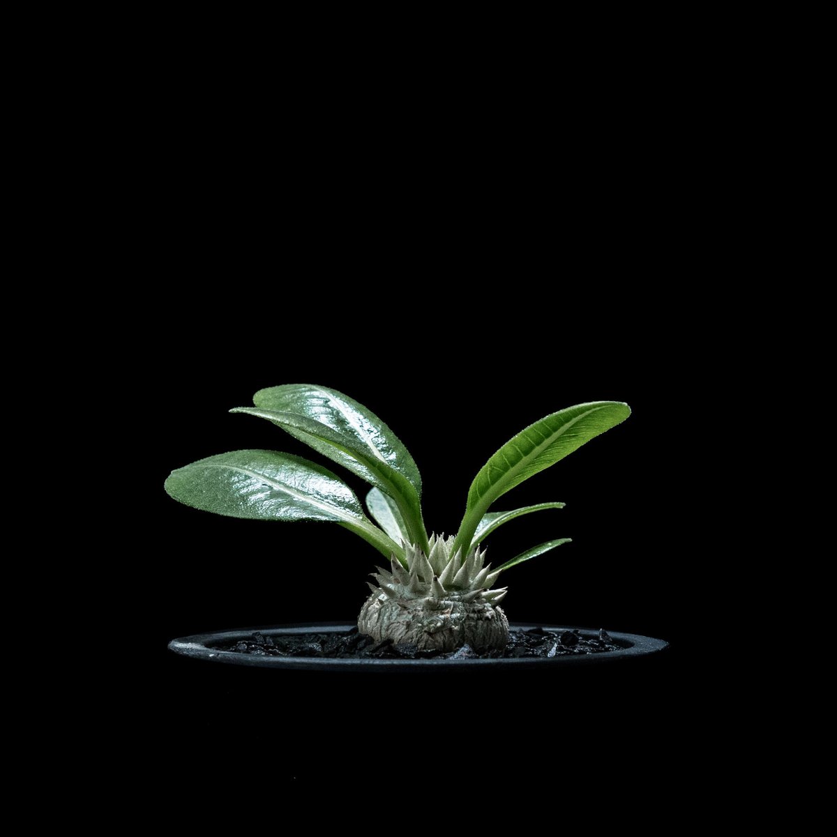 Pachypodium brevicaule パキポディウム・ブレビカウレ Pachypodium brevicaule [small] - Mountain Crest Gardens