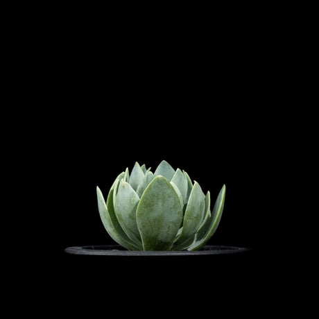 オロスタキス 岩蓮華 / Orostachys iwarenge #2