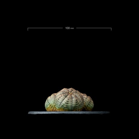 ユーフォルビア オベサ [多頭タイプ] / Euphorbia obesa f.caespitosa #12
