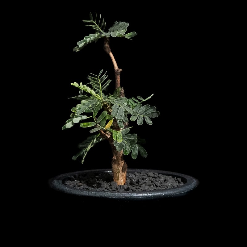 センナ メリディオナリス / Senna meridionalis #29 | Ducks (