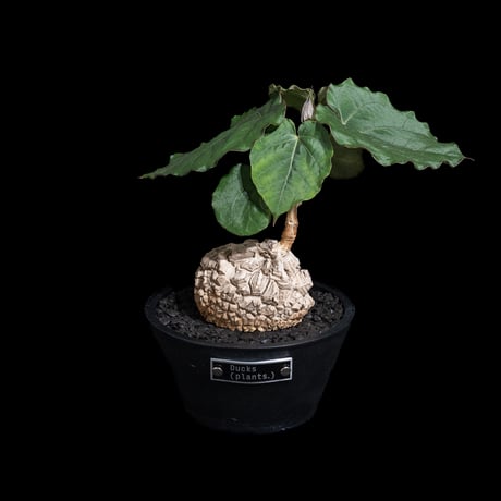 マテレア シクロフィラ / Matelea cyclophylla #9