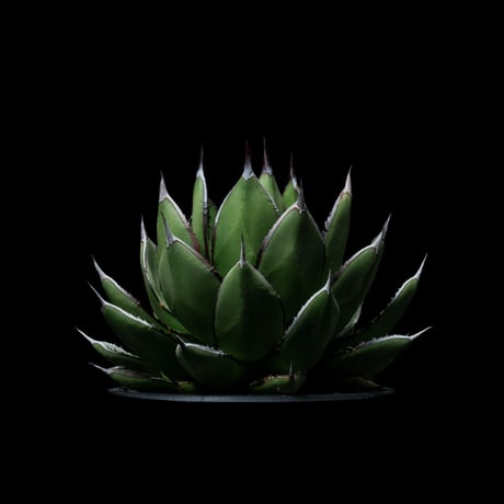 アガベ 兜蟹×笹の雪 / Agave isthmensis ‘Kabutogani’ × victoriae-reginae #2