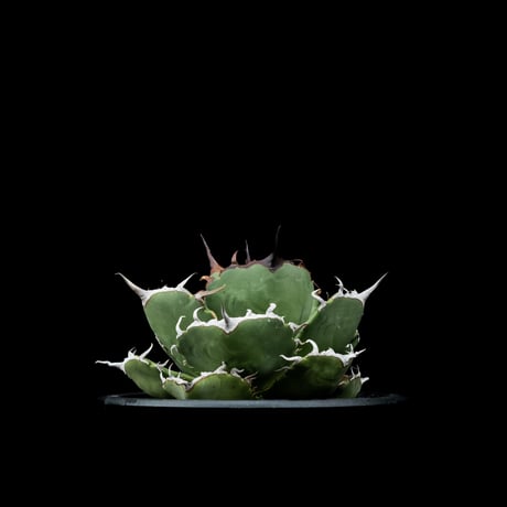 アガベ チタノタ 柊月 / Agave titanota ‘Syūgetsu’ #1
