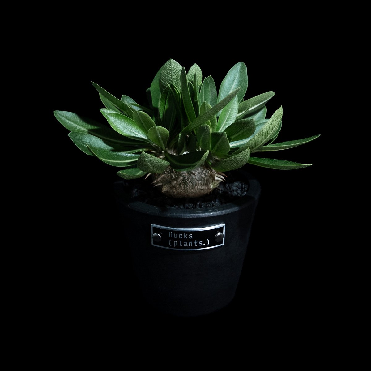 Ducks ( plants. ) 植え替えセット | Ducks ( plants. )