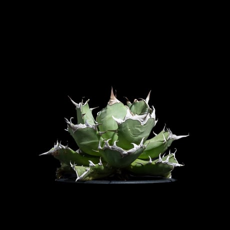 アガベ チタノタ 姫厳竜 / Agave titanota ‘Dwarf’ #18