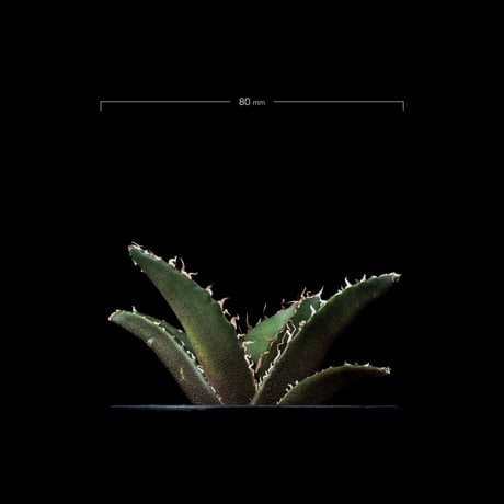 アガベ チタノタ 白鯨 / Agave titanota ‘White Whale’ #80