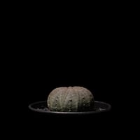 ユーフォルビア オベサ / Euphorbia obesa #2