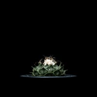 オブレゴニア デニグリー / Obregonia denegrii #3