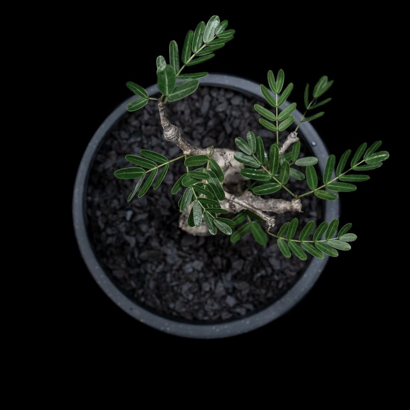 センナ メリディオナリス / Senna meridionalis #4 | Ducks (