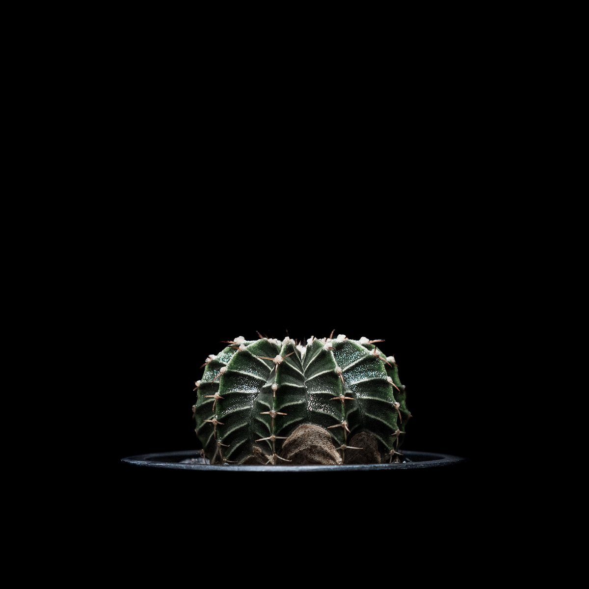 ナッシー様)ギムノカリキウムエリナセウムとシッケンダンツィーフル