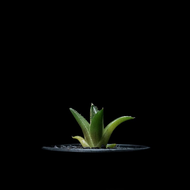 アガベ チタノタ フィリグリー (圓葉拇指) / Agave titanota 'Filigr