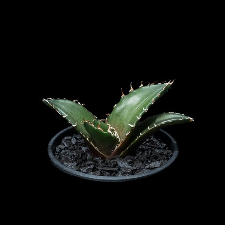 アガベ チタノタ 白鯨 / Agave titanota ‘White Whale’ #55