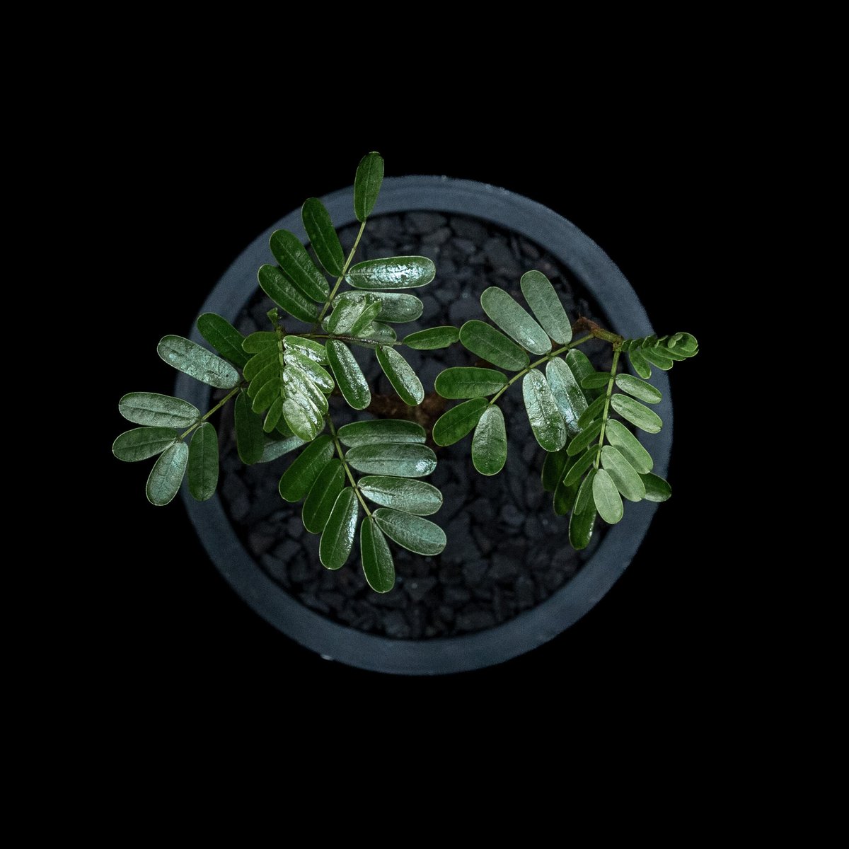 センナ メリディオナリス / Senna meridionalis #7 | Ducks (