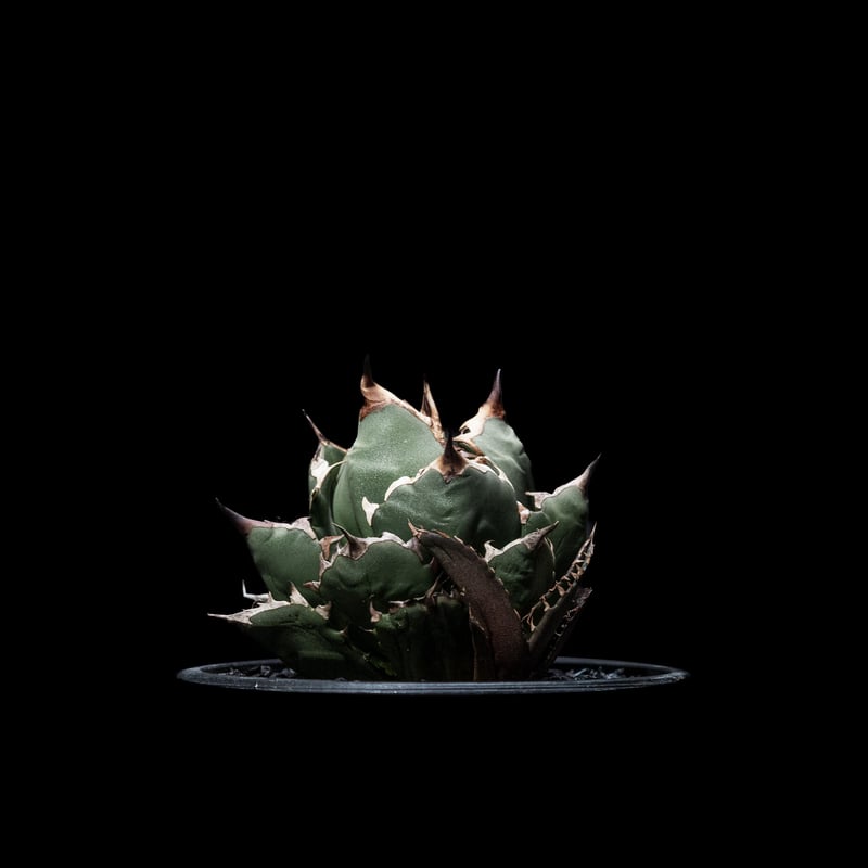 美株❗️ アガベ　チタノタ　姫厳竜　【71301】 アガベ チタノタ 姫厳竜 子株付き / Agave titanota 'Dwarf' #14