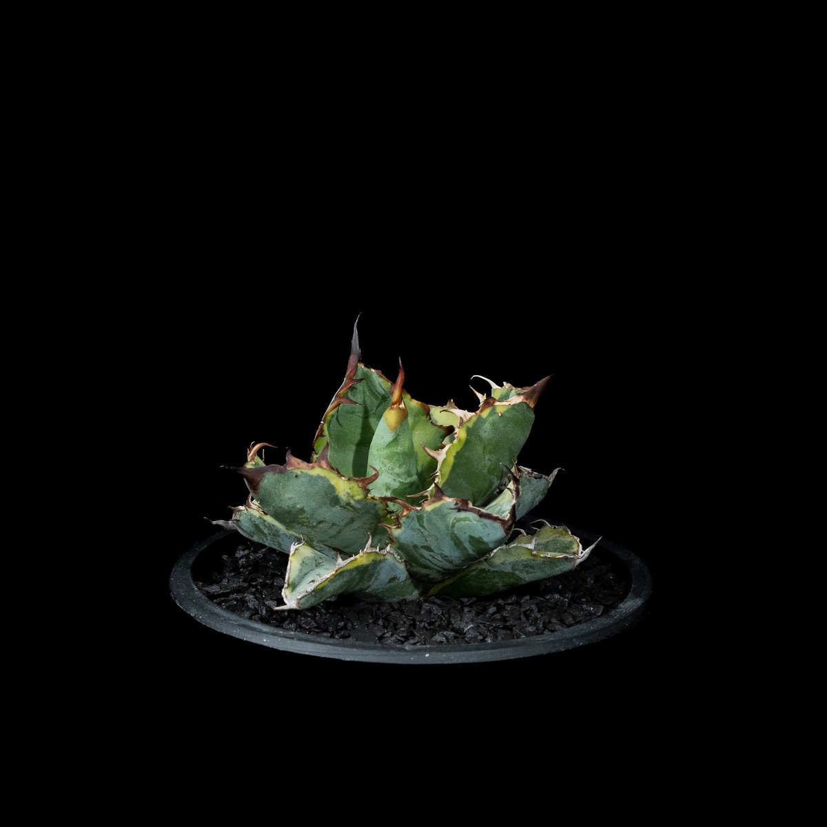 アガベ チタノタ ブルーダイヤモンド / Agave titanota 'Blue Diamo