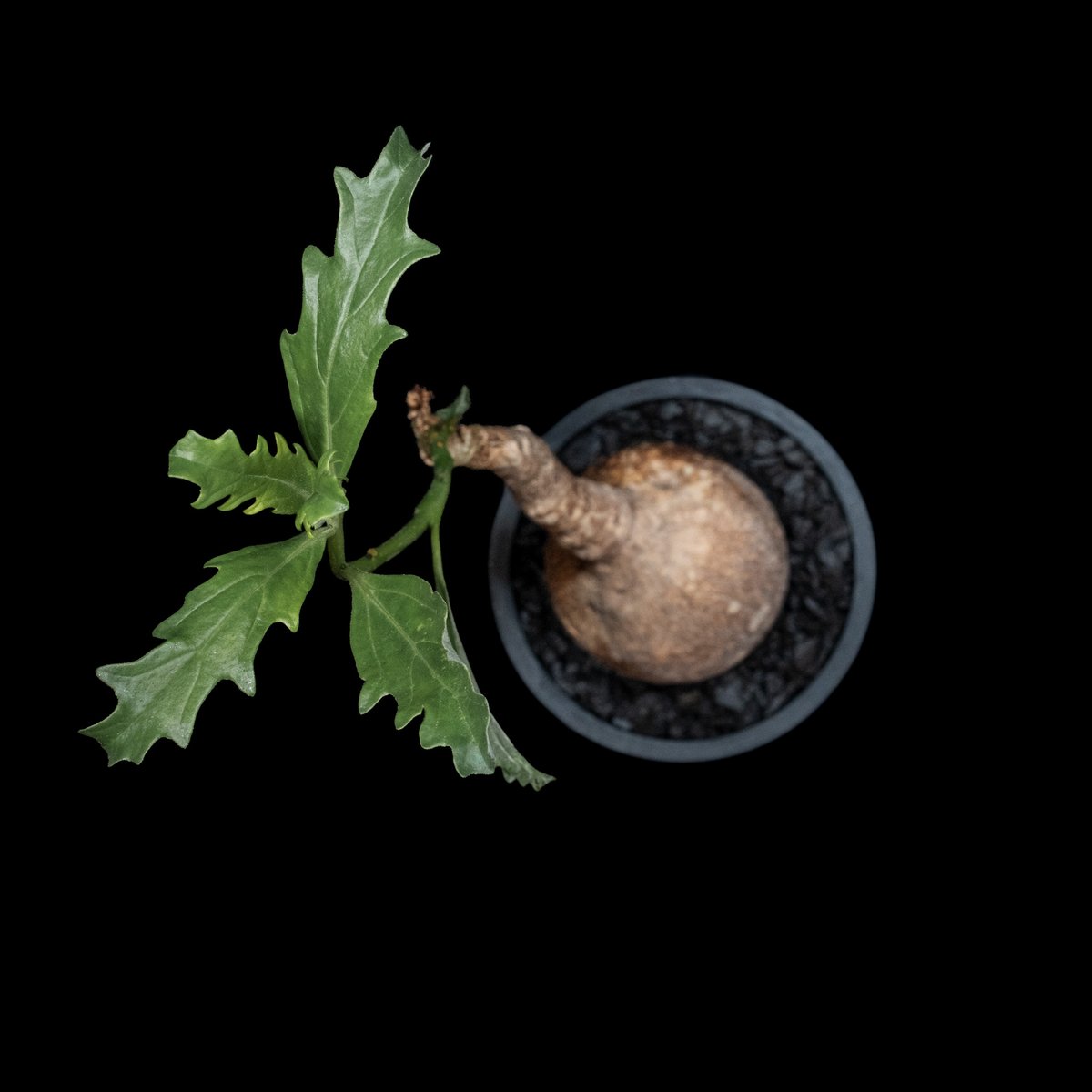 プテロディスクス　スペシオーサス コーデックス：プテロディスクス スペシオーサス*塊根幅4.5cm 現品