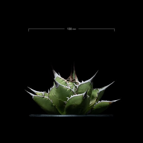 アガベ チタノタ 黒桃 / Agave titanota ‘Spade’ #1