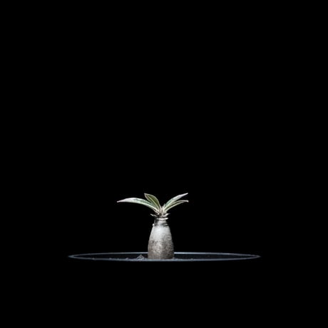 パキポディウム グラキリス / Pachypodium rosulatum var. gracilius #10
