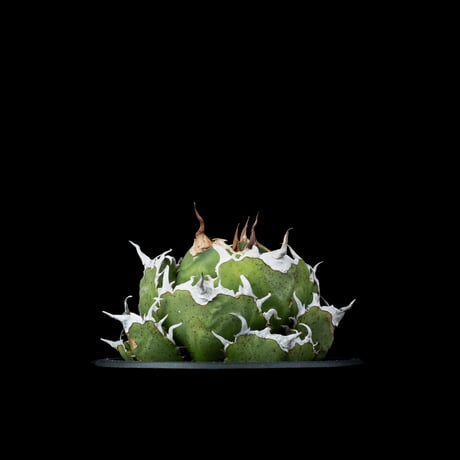 アガベ チタノタ 白鯨 / Agave titanota ‘White Whale’ #38