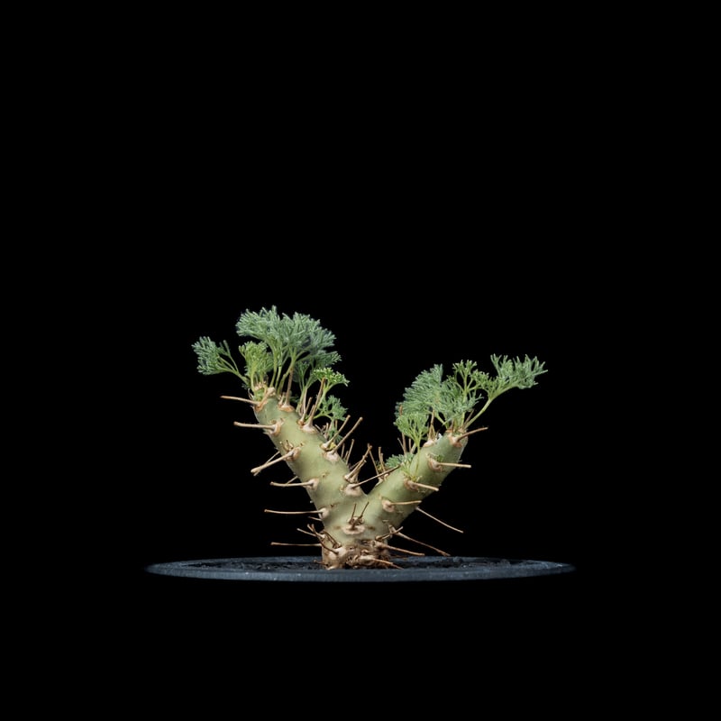 モンソニア ヘレー / Monsonia herrei #1 | Ducks ( plants. )