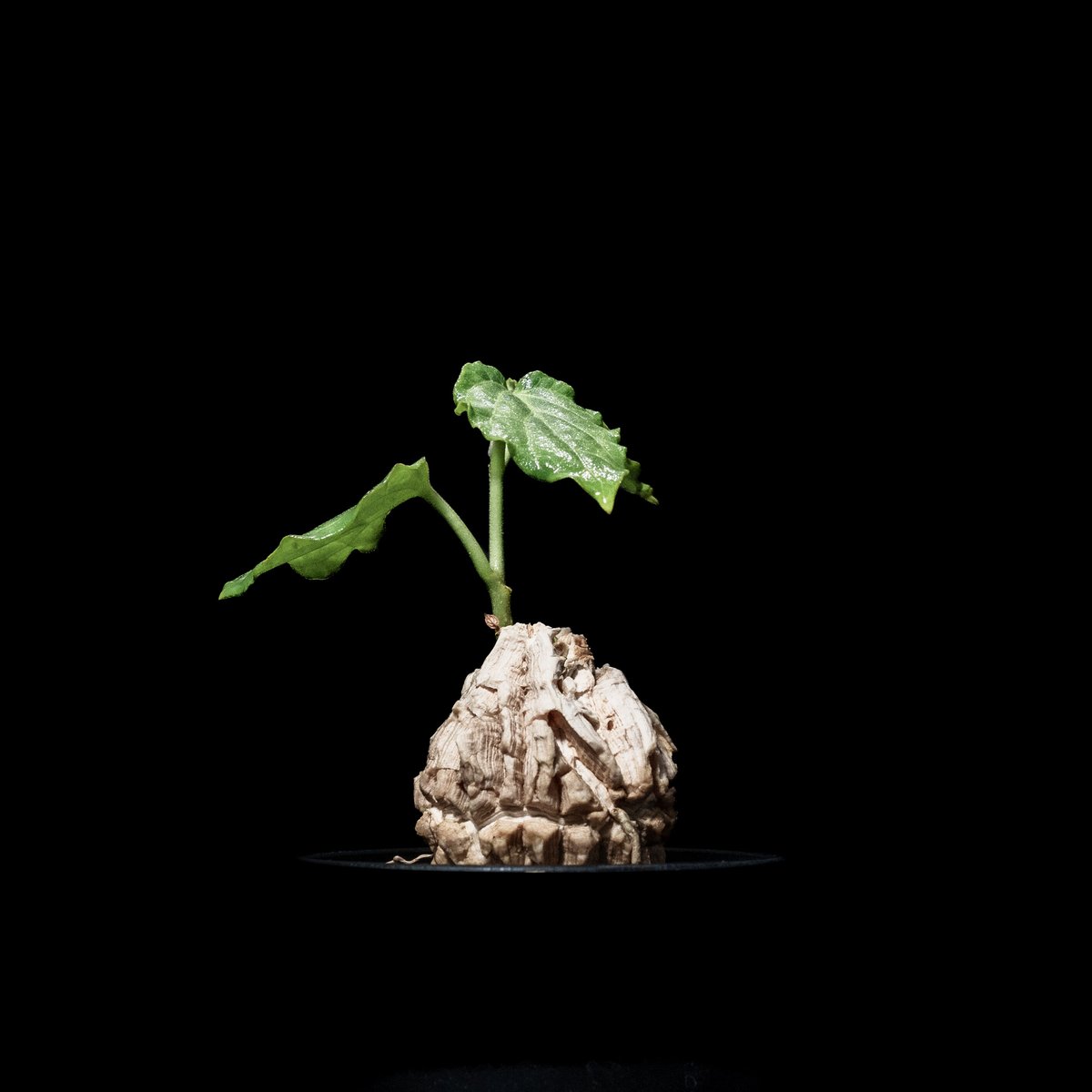 マテ シクロフィラ Matelea cyclophylla　親木 マテ シクロフィラ Matelea cyclophylla 親木