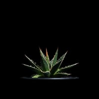 アガベ ホリダ / Agave horrida ssp. horrida #6 | Ducks アガベ ホリダ / Agave horrida ssp. horrida #6 | Ducks