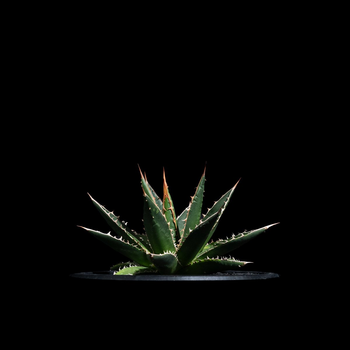アガベホリダ極上株　Agave horrida No.AHRD012 アガベホリダ極上株 Agave horrida No.AHRD012