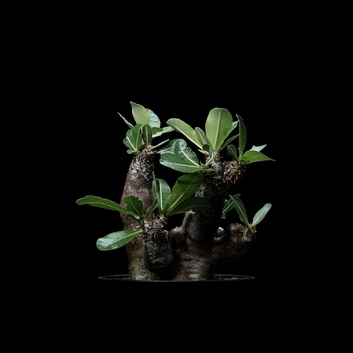 パキポディウム エニグマティクム / Pachypodium enigmaticum #1 パキポディウム エニグマティクム / Pachypodium enigmaticum #1