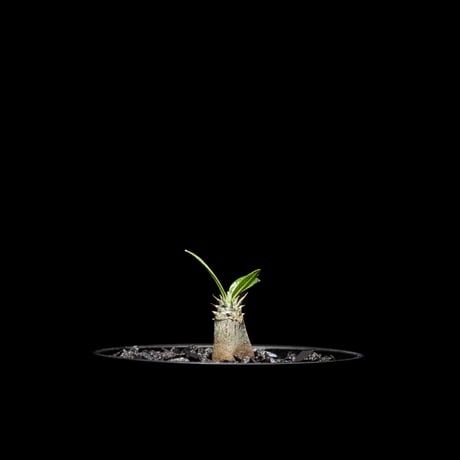 パキポディウム グラキリス / Pachypodium rosulatum var. gracilius #3