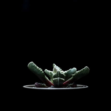 フォーカリア 荒波 / Faucaria tuberculosa ‘Aranami’