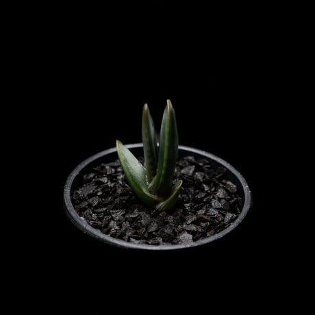 アロエ ロンギスティラ / Aloe longistyla