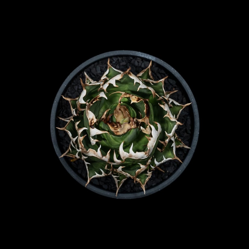 アガベ チタノタ レッドキャットウィーズル 