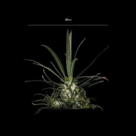 パキポディウム グラキリス / Pachypodium rosulatum var. gracilius #55