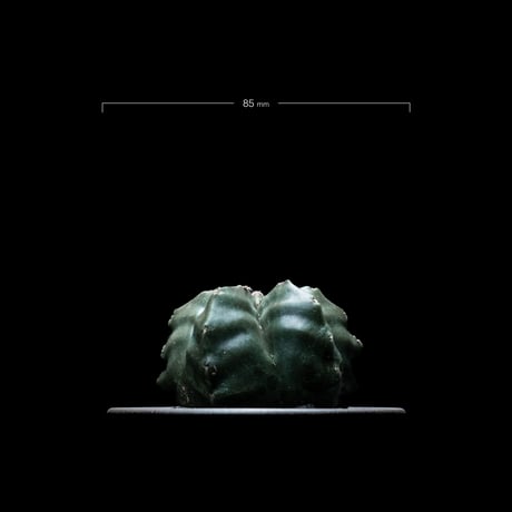 アストロフィツム 亀甲碧瑠璃鸞鳳玉 / Astrophytum myriostigma var. nudum