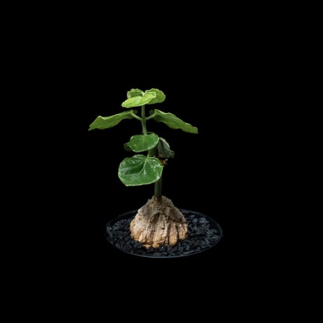 マテレア シクロフィラ / Matelea cyclophylla #7