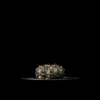 ギムノカリキウム 瑞昌玉 [黒刺タイプ] / Gymnocalycium stellatum var. kleinianum