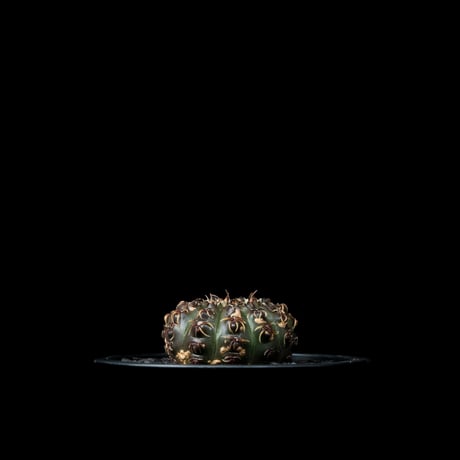 ギムノカリキウム 瑞昌玉 [黒刺タイプ] / Gymnocalycium stellatum var. kleinianum