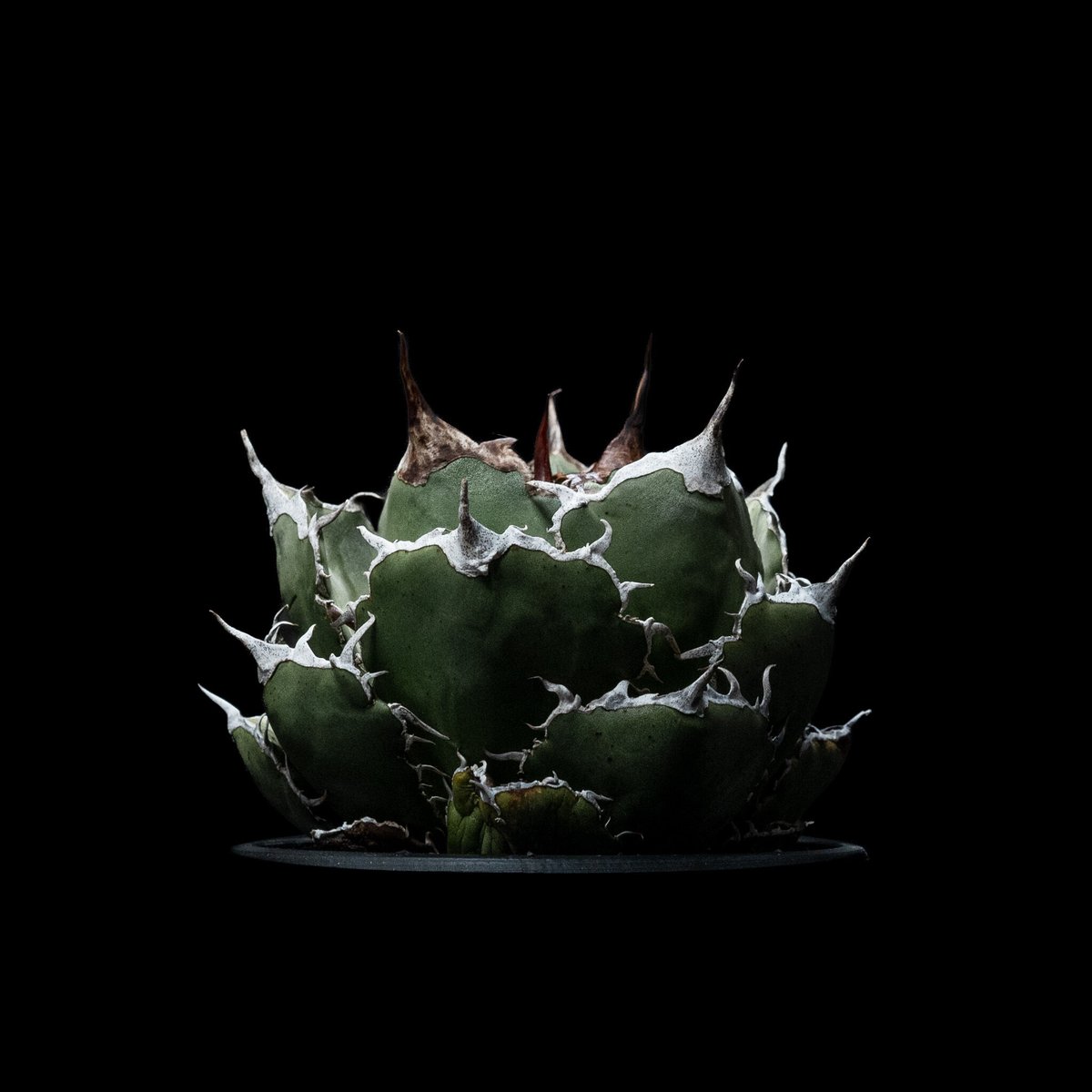 アガベ チタノタ 白鯨 / Agave titanota 'White Whale' #23