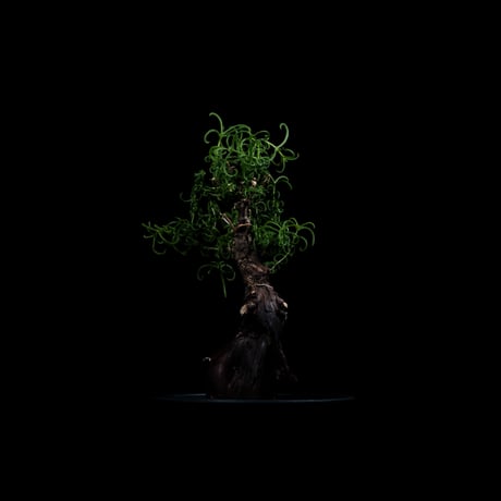 メストクレマ アルボリフォルメ / Mestoklema arboriforme