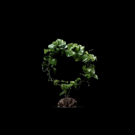 ディオスコレア 亀甲竜 / Dioscorea elephantipes #3