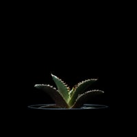 アガベ チタノタ レッド・キャットウィーズル / Agave titanota ‘Red Catweazle’ #36