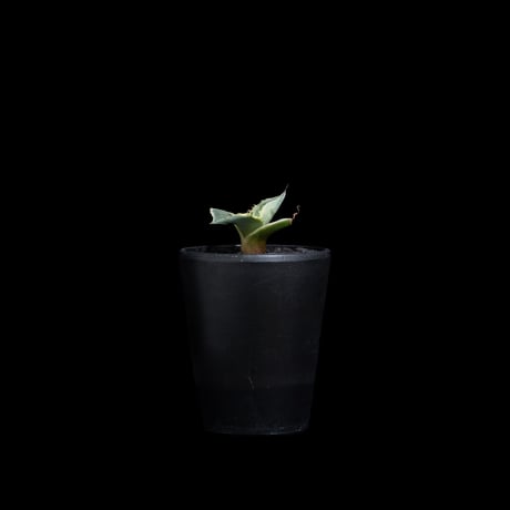 アガベ パリー トルンカータ オリザバ / Agave parryi var. truncata variegated 'Orizaba' #1