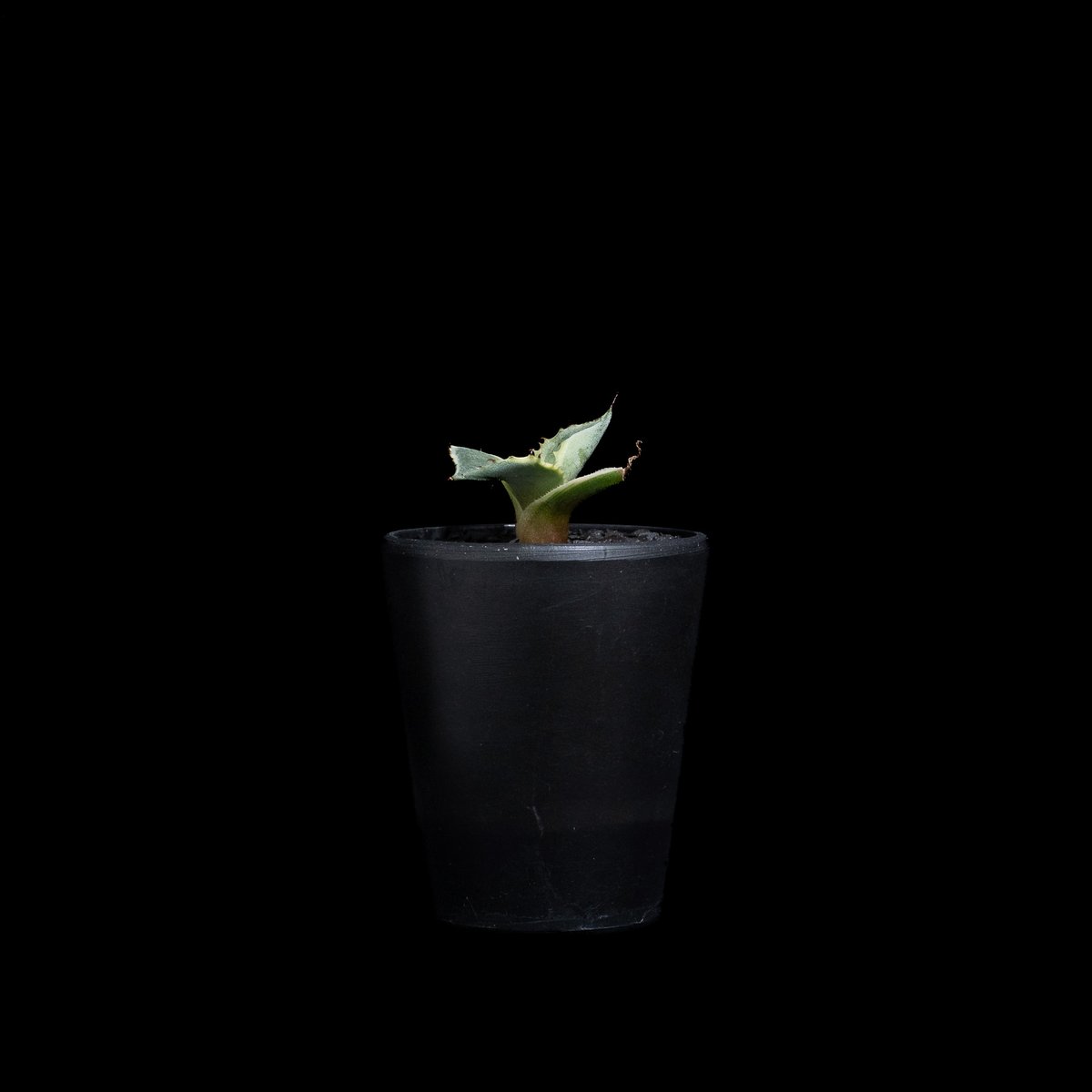 アガベ パリー トルンカータオリザバ Agave アガベ パリー トルンカータ “オリザバ” Agave Parryi Truncata