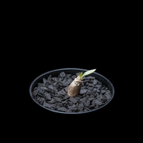 パキポディウム グラキリス / Pachypodium rosulatum var. gracilius #16