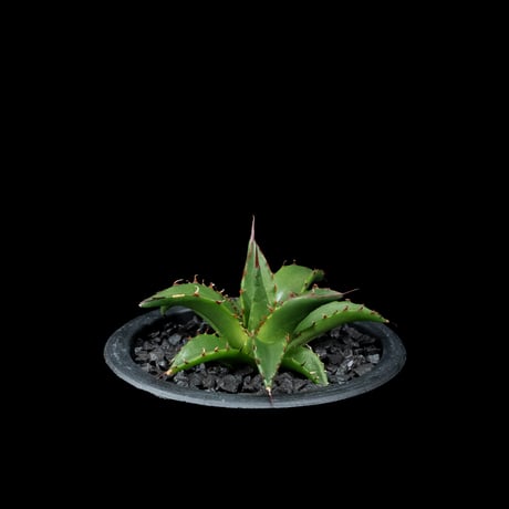 アガベ ホリダ / Agave horrida ssp. horrida #1