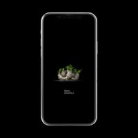 【スマホ壁紙】パキポディウム デンシカウレ