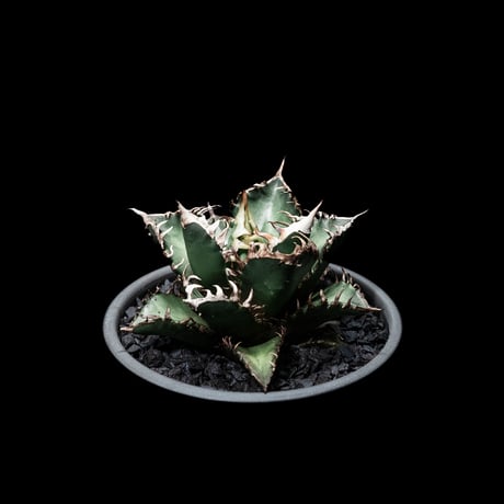 アガベ チタノタ レッド・キャットウィーズル  / Agave titanota ‘Red Catweazle’ #2