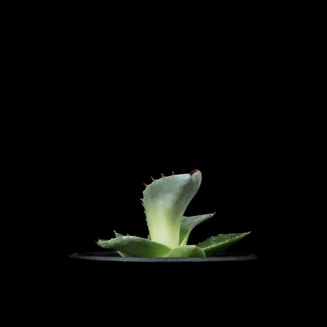 アガベ パリー トルンカータ / Agave parryi var. truncata #3