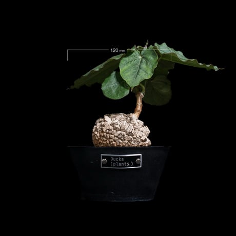 マテレア シクロフィラ / Matelea cyclophylla #9