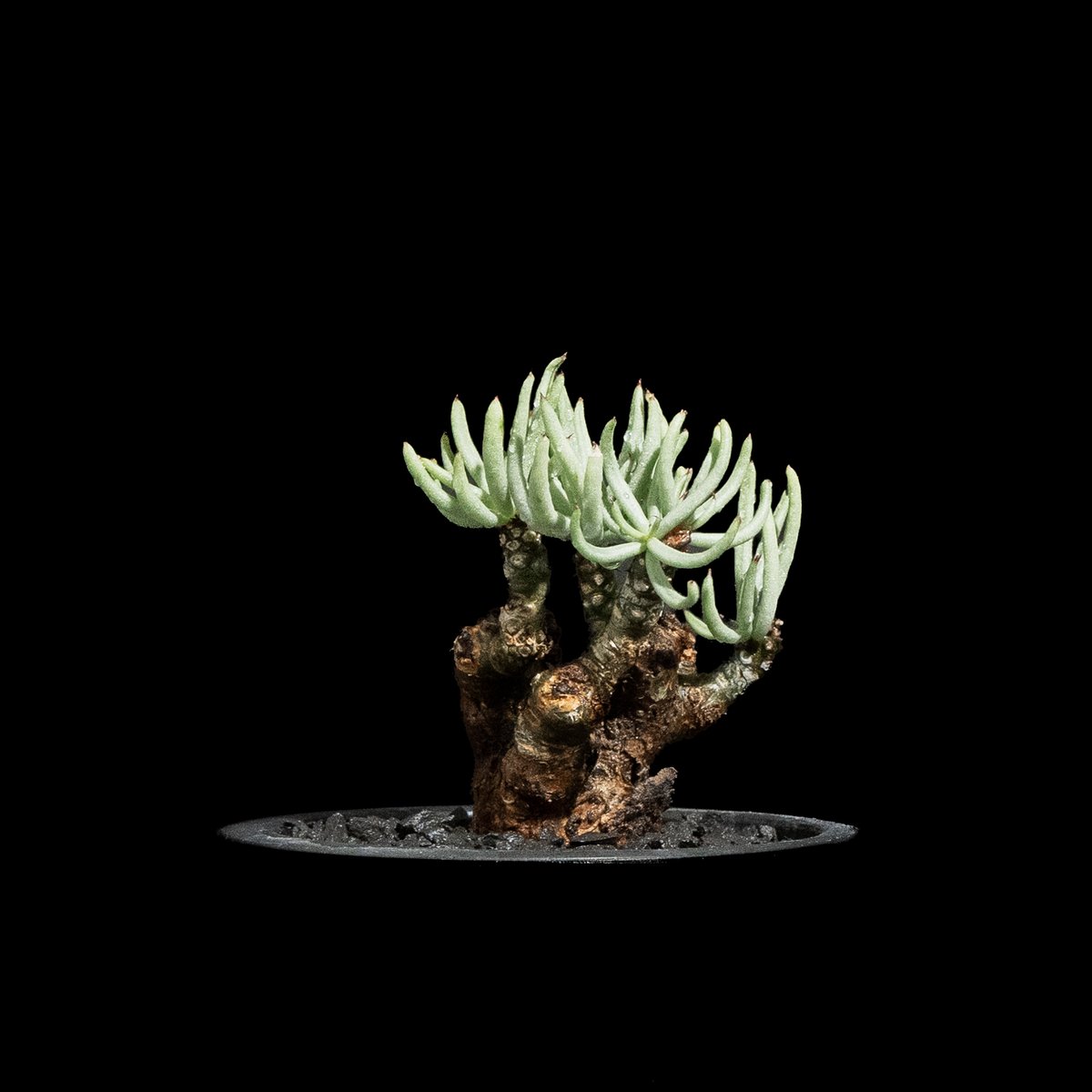 訳あり商品 チレコドン ペアルソニー ( Ducks | #1 pearsonii Tylecodon / 塊根植物・コーデックス